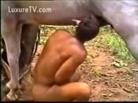 A Man sucks the ramrod of horse for the raunchy satisfaction